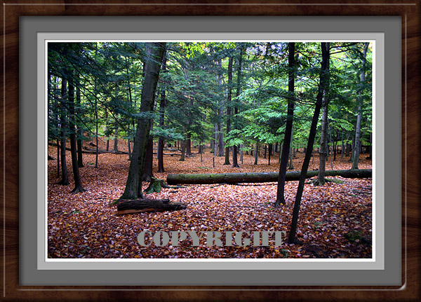 Landscapes